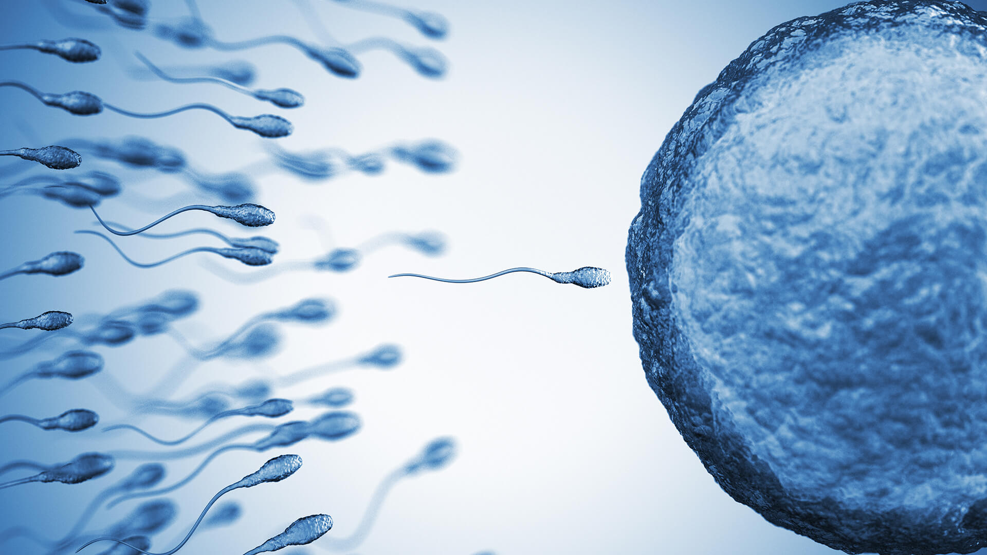 fertilitetsbehandling-spermie-ägg